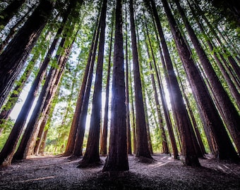 Redwood Forest Mural, Redwood Tree Print, Nature Photography, Photo on Canvas, National Park Poster, Australia wall art, Birthday Gift for