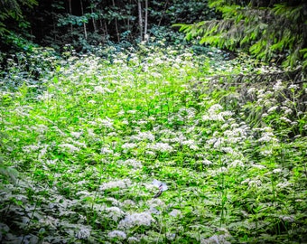 White Flowers in Green Forest, Rīga Latvia, Forest Wall Art, Woodland Nursery Decor, Nature photography print, Enchanted Fairy, baltic pagan