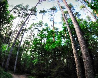 Latvian Poster, Tervēte Nature Print, fairytale forest, Rīga Latvia, medieval decor, Tree Print, wall art canvas, Blue Herring, Travel gift