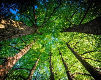 Linden Tree Print, Rīga Latvija, Tervēte Park, forest canopy, large nature photograph, eastern europe, scenic wall art, giant park photo