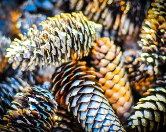 Pinecone Print, Woodland Photo, Nature photography, Rīga Latvia, Botanical Wall Art, Christmas Decor, Rustic Forest, Blue Herring Design