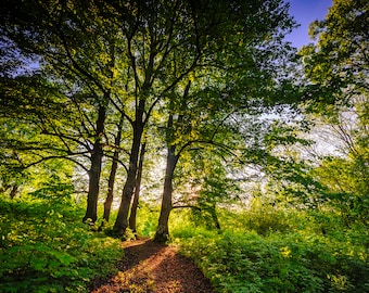 Latvian Photo, Forest Photography, Tervēte Nature Park, Rīga Latvija, Castle Hill, fairytale prints, fine art wall art, summer sunshine