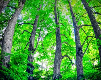 Latvian Photo, Tervēte Nature Park, Forest Photography, Rīga Latvija, Latvia fairytale decor, wall art canvas, Blue Herring, Travel Poster