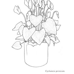 A-Z Botanical Illustrations Adult Coloring Book image 3