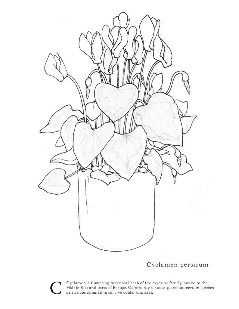 A-Z Botanical Illustrations Adult Coloring Book image 3