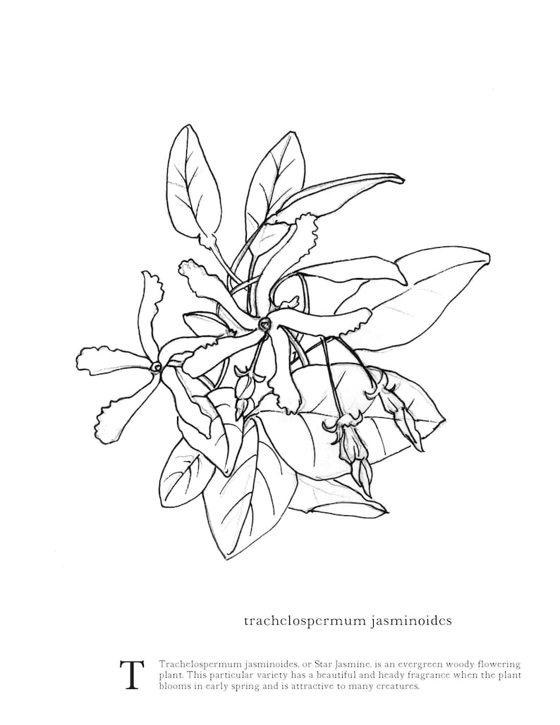 A-Z Botanical Illustrations Adult Coloring Book image 4