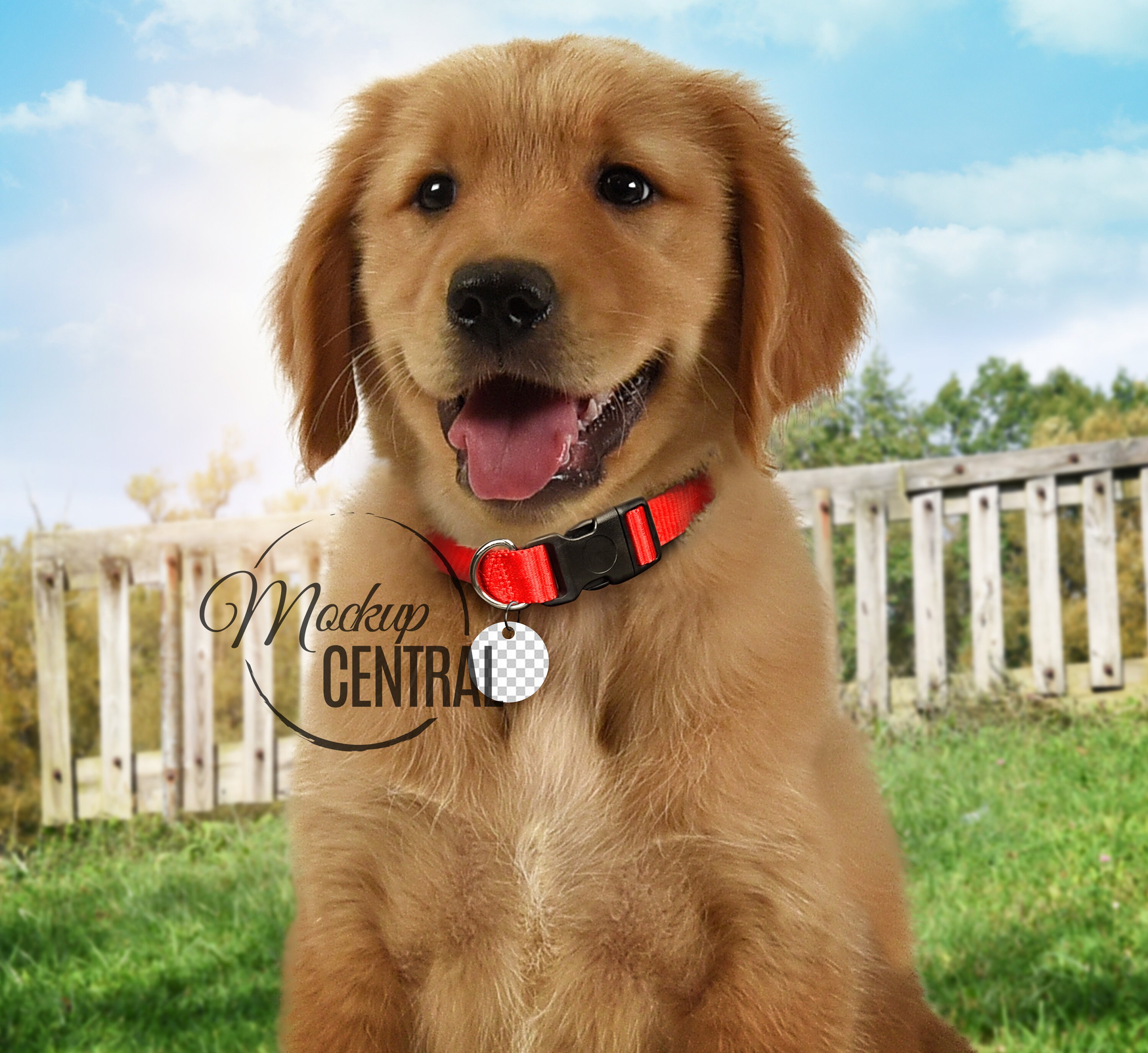 Pet Dog ID Tag Mockup Collar Design, Mockup Design Dog Tag, Photo Mock ...