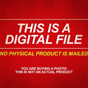 Może przedstawiać: Czerwone tło z białym tekstem, kt&oacute;ry brzmi "THIS IS A DIGITAL FILE NO PHYSICAL PRODUCT IS MAILED" i ż&oacute;łtym tekstem, kt&oacute;ry brzmi "YOU ARE BUYING A PHOTO! THIS IS NOT AN ACTUAL PRODUCT".