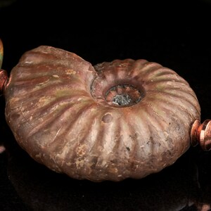 May include: A close-up of a brown ammonite fossil with a turquoise stone bead on either side. The ammonite has a spiral shape with a visible centre.