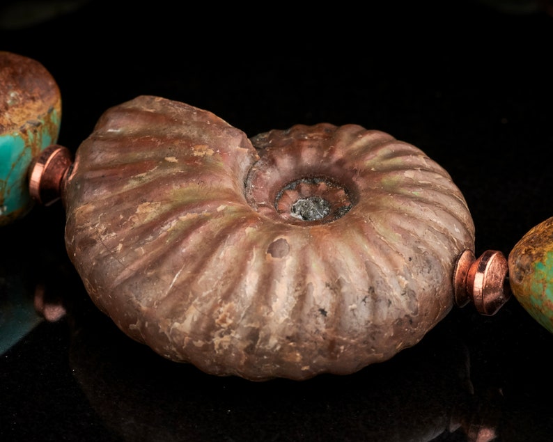 May include: A close-up of a brown ammonite fossil with a turquoise stone bead on either side. The ammonite has a spiral shape with a visible centre.