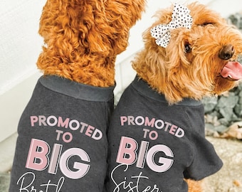 May include: Two dogs wearing matching dark gray shirts with the text "Promoted to Big Brother" and "Promoted to Big Sister" in pink and white. One dog has a white bow with black polka dots.