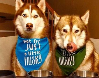 Husky bandana clearance