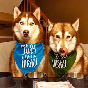 Not Fat, Just a Little Husky Bandana | NEW! 19 Colors! 3 Sizes Colorful Scarf for Dogs Fun Custom Personalized Gifts Dog Lovers