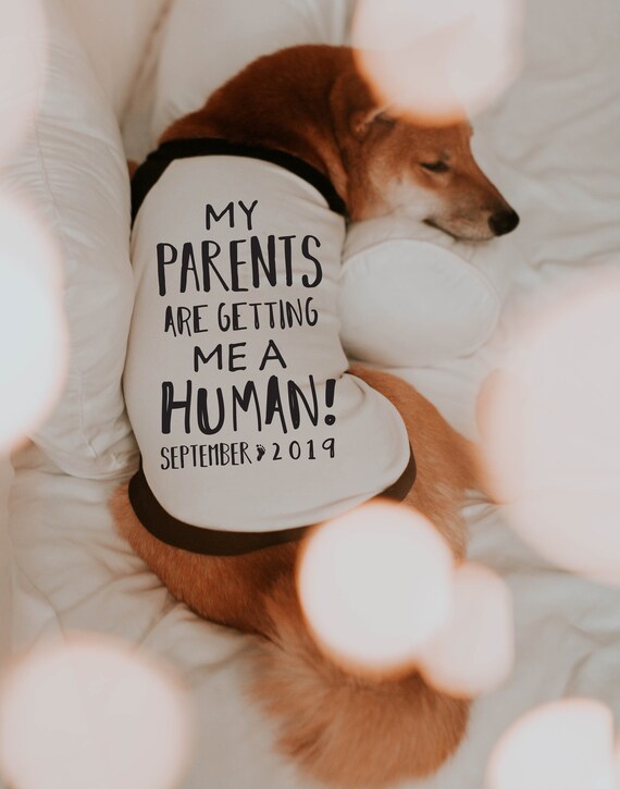 Big sister dog shirt petsmart online