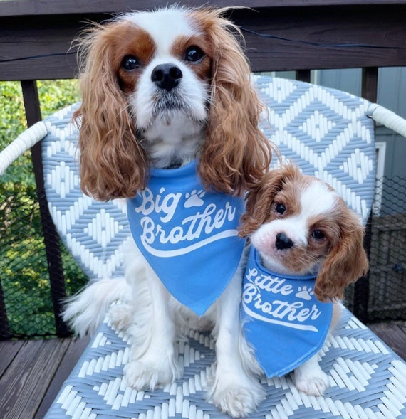 Cavalier King Charles Spaniel Bandanas -Tri Cavalier King Charles Spaniel Bandanas -Tri