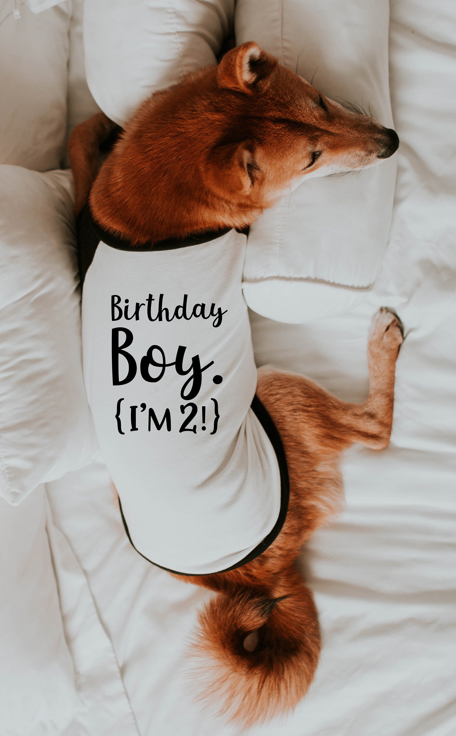 Birthday Boy or Girl Dog Shirt 10 Sizes Dog Raglan or Tank Etsy