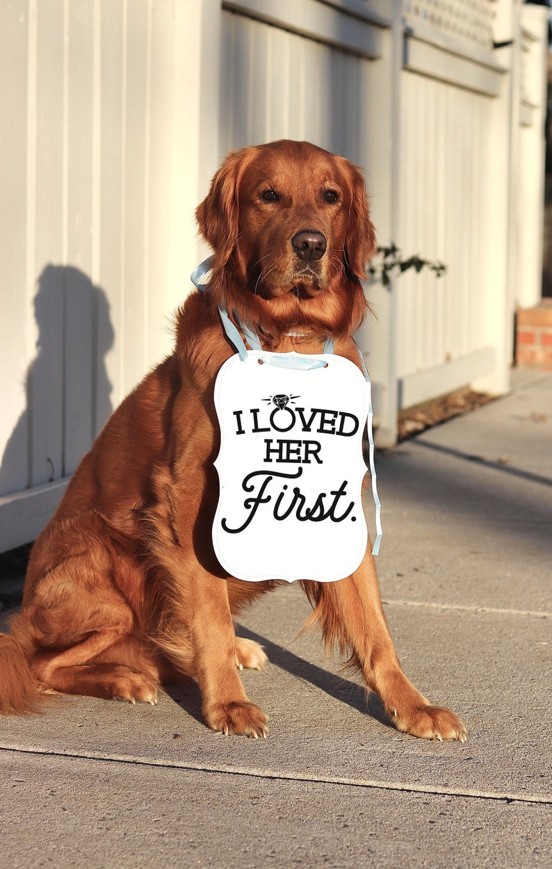 May include: A golden retriever sits outdoors, wearing a white sign with the text "I Loved Her First." The sign is adorned with a diamond ring graphic and is suspended by light blue ribbons. The dog is in a seated position.