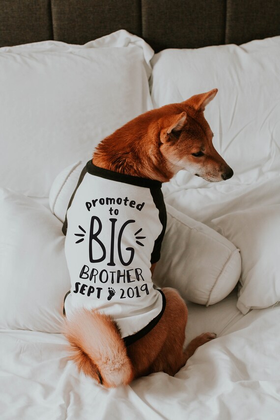 Dog promoted to big brother hotsell