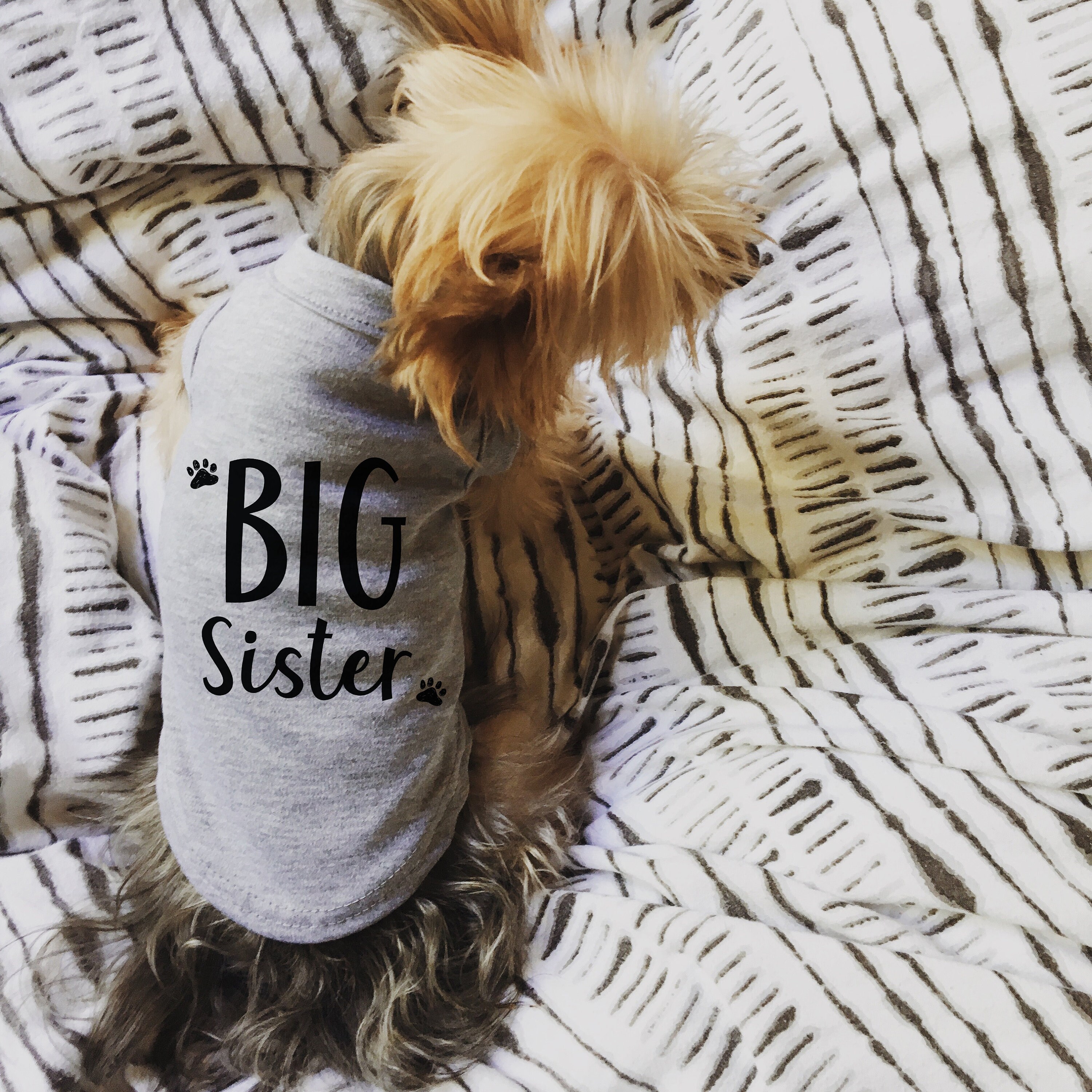 big brother little sister dog shirts