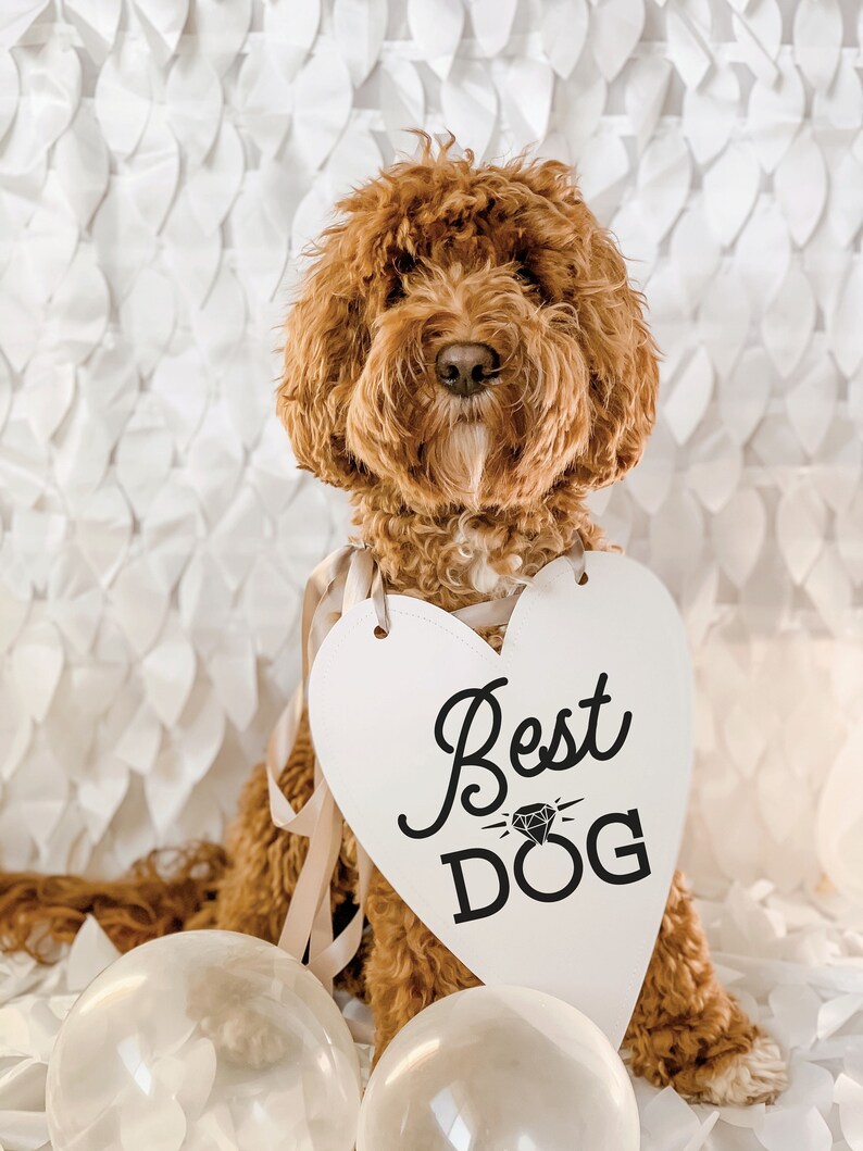Best Dog Wedding Announcement Engagement Photo Shoot Special Etsy