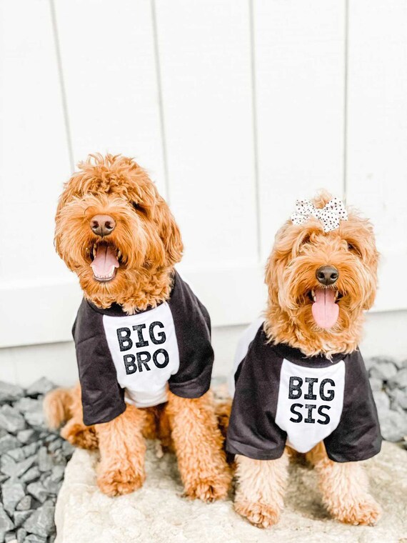 Big Bro Big Sis Big Brother Big Sister Baby Announcement Dog Raglan Pregnancy Birth Announcement Baseball Tee Dogs Shirt Set Big Little Dog Etsy Canada