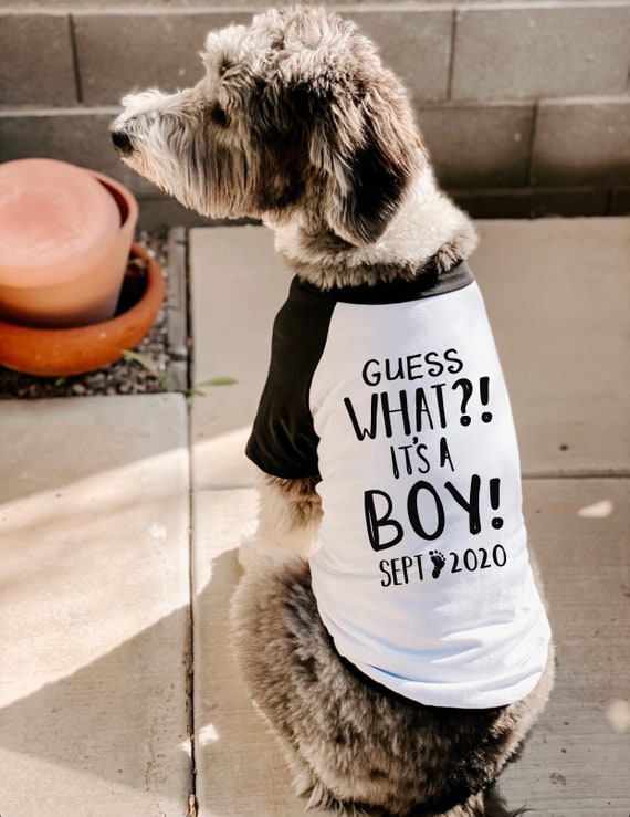 Guess What It s a Boy Its a Girl Gender Reveal Pregnancy
