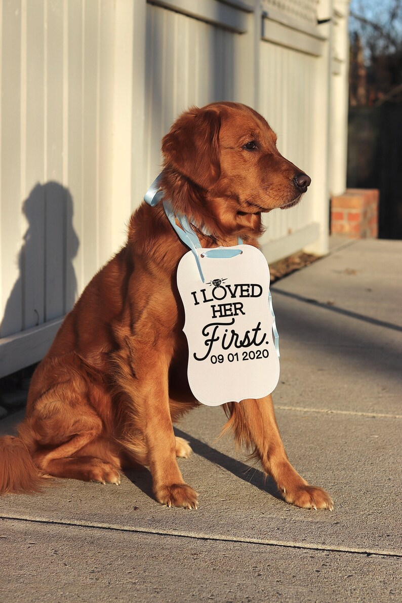 May include: A golden retriever dog sits outdoors, wearing a sign that reads "I Loved Her First" with the date 09 01 2020. The sign is white with black text and is attached with a light blue ribbon.