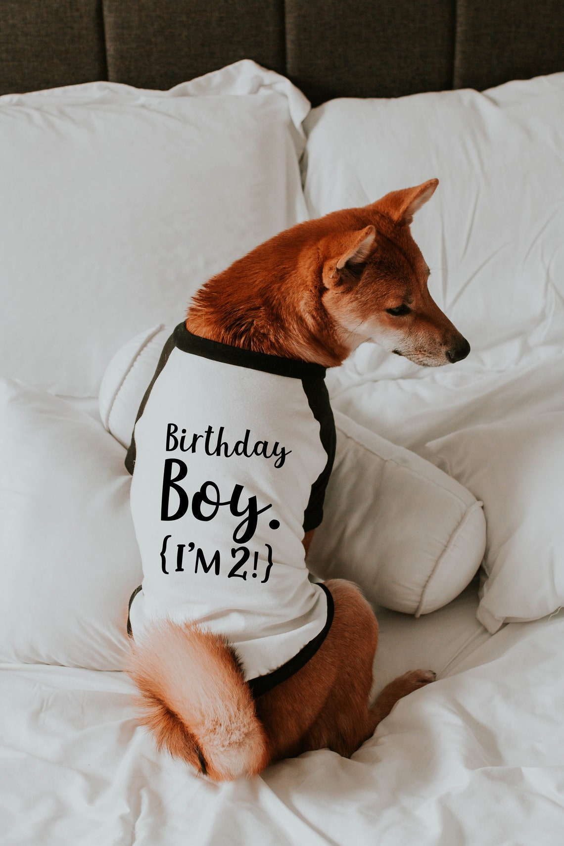 Birthday Boy or Girl Dog Shirt 10 Sizes Dog Raglan or Tank Etsy