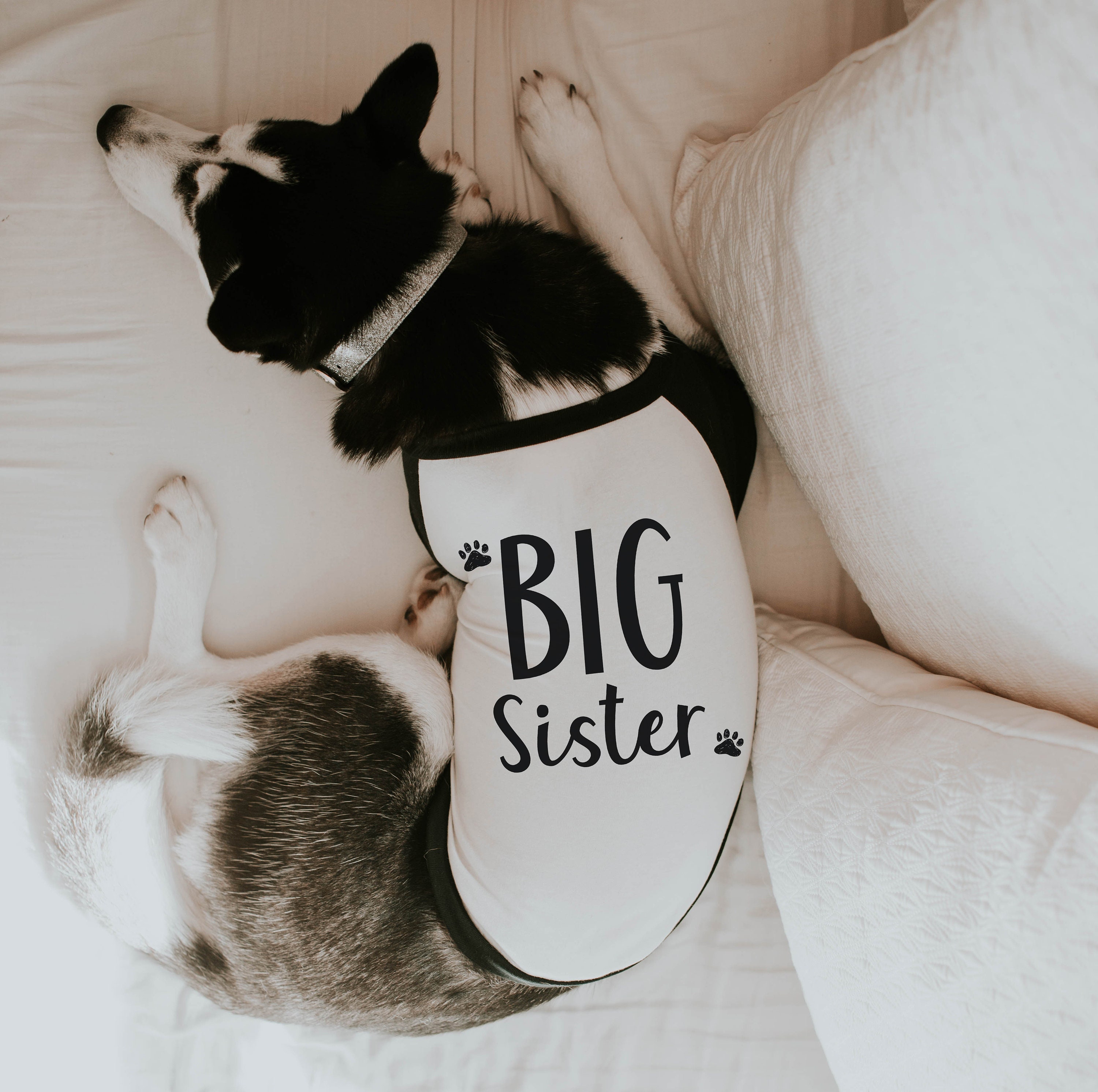 big brother little sister dog shirts