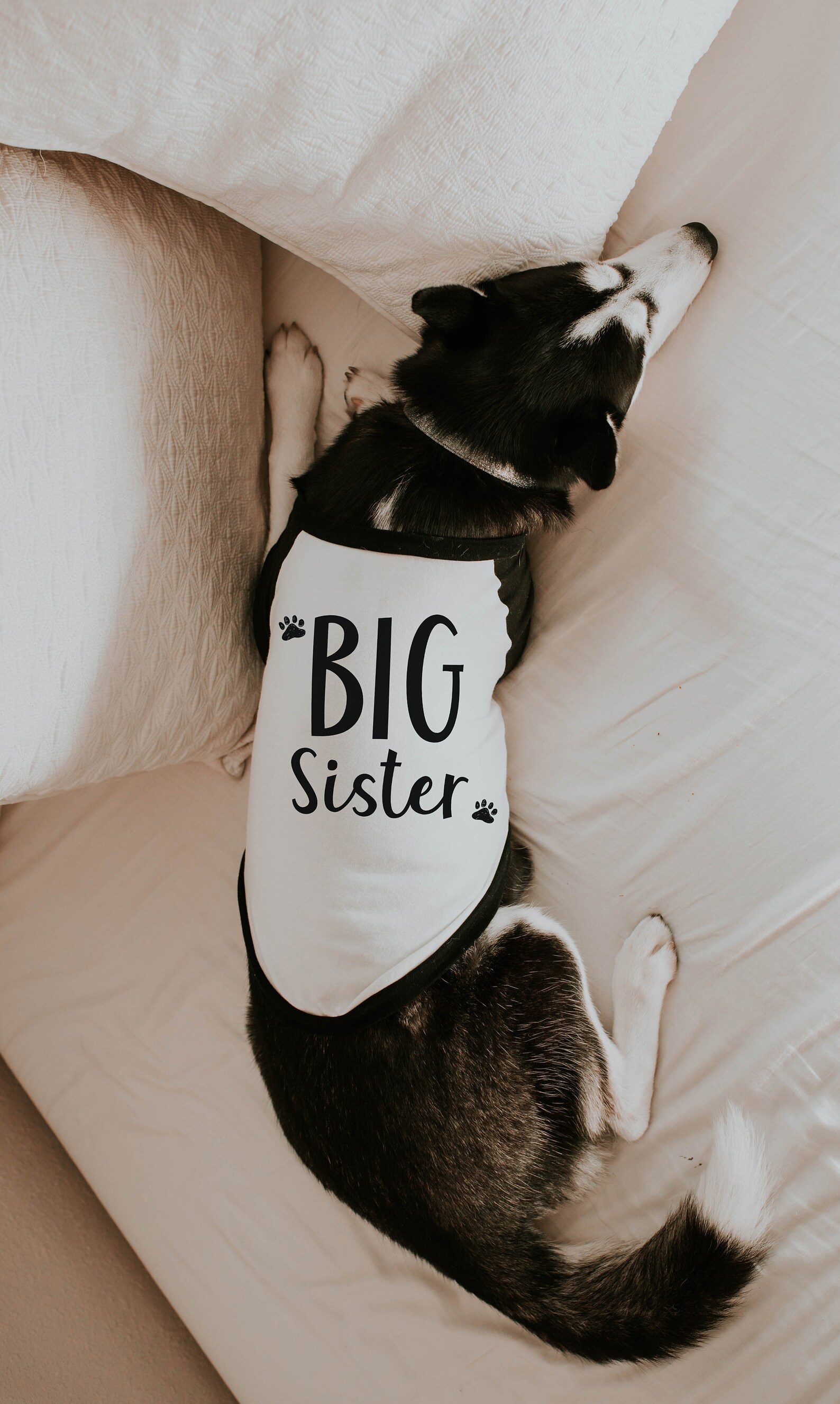 big brother little sister dog shirts