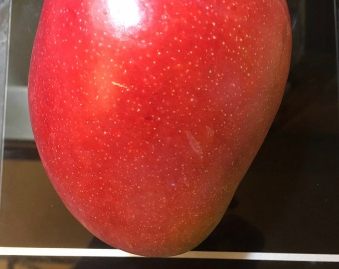 US Onlymango Scions/cuttings for Grafting haden 3 PACK Etsy