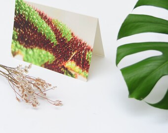 Greetings Card 'Begonia Masoniana' / Eco Card / Tree Free Greeting Card
