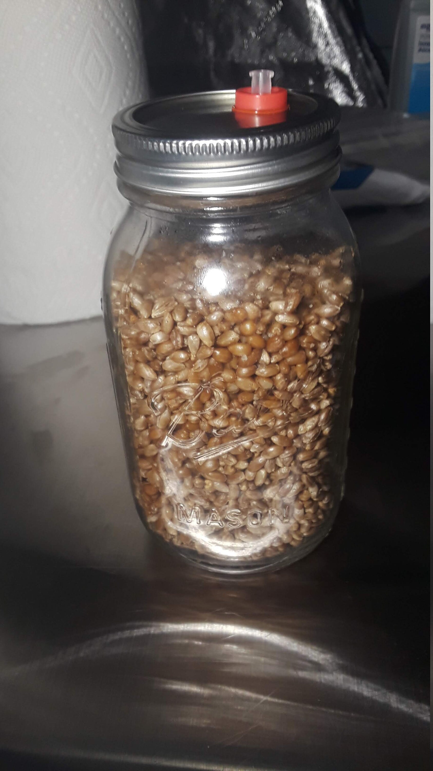 Mushroom Grain to Grain Transfer Jar Etsy Canada