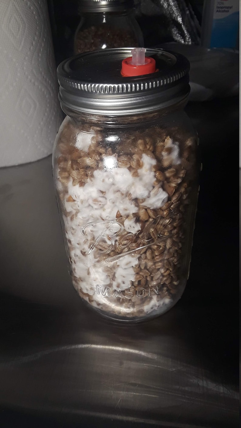 Mushroom Grain to Grain Transfer Jar Etsy Canada