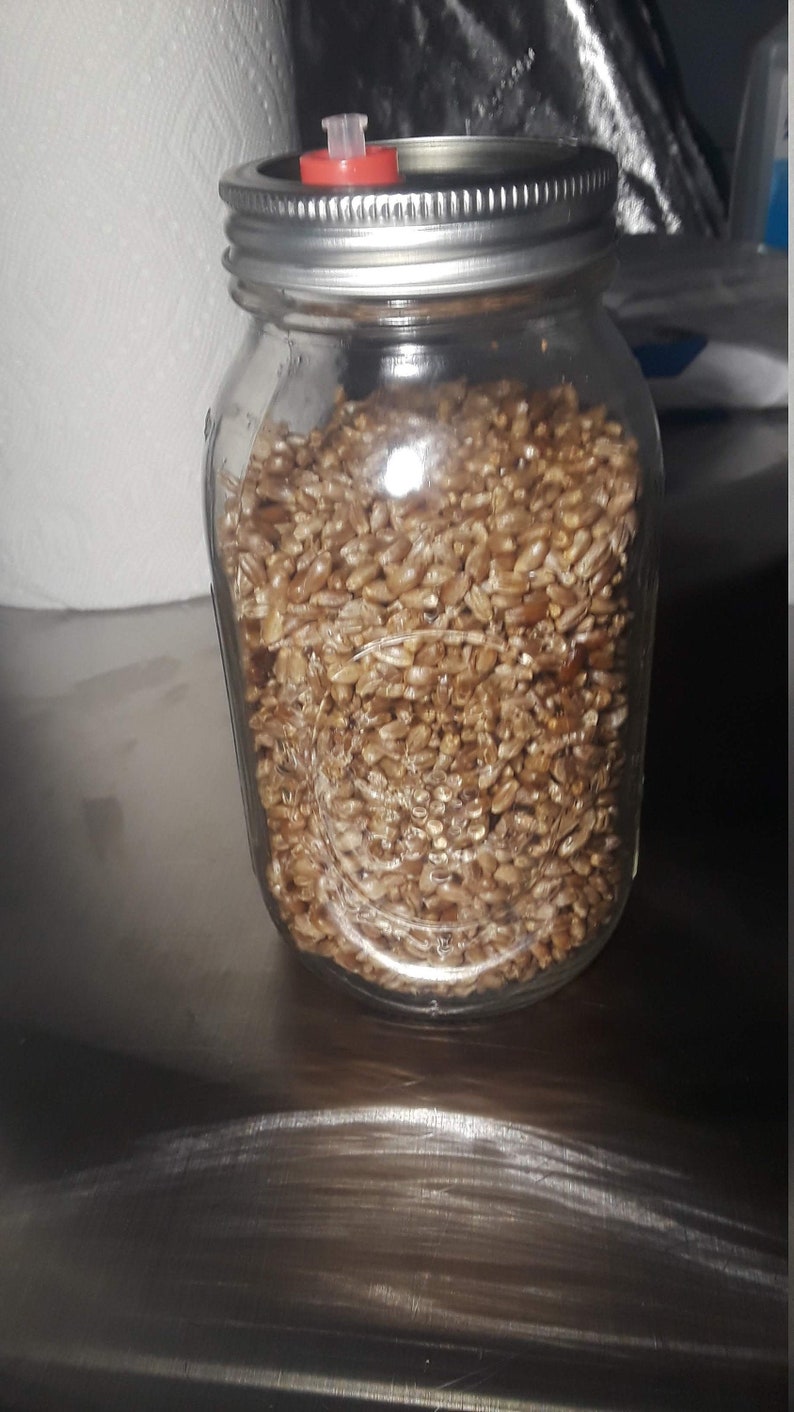 Mushroom Grain to Grain Transfer Jar Etsy Canada