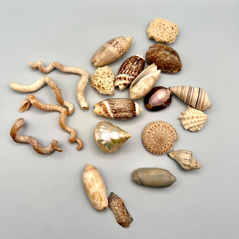 Vary Shell Assortment of Small Sea Shells for Crafts or Decor - Etsy