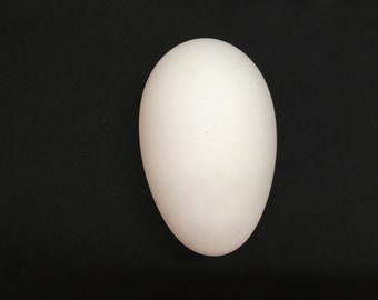 Hollow, Blown-Out White Embden Goose Eggshell for Crafting ~ MULTIPLE AVAILABLE