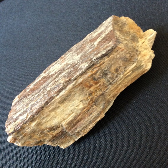 thumbnail image 2 of Petrified Wood Crystal Stone - 2.5" Root Chakra Healing Specimen (4-7 Oz) 2 of 6