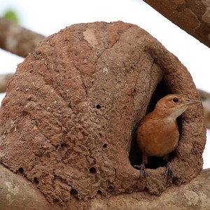 Hornero pendant-Hornero and nest-little bird-faux terracota-faux ceramics-rustic jewelry-bird pendant-chubby bird-cute nest pendant-polymer image 10