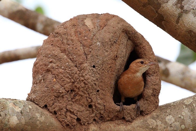 Hornero pendant-Hornero and nest-little bird-faux terracota-faux ceramics-rustic jewelry-bird pendant-chubby bird-cute nest pendant-polymer image 10
