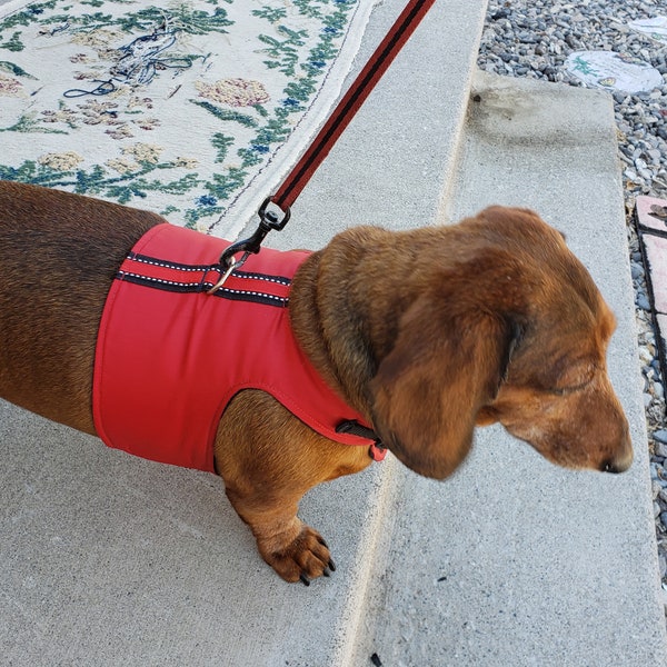 Harness custom designed for dachshunds.