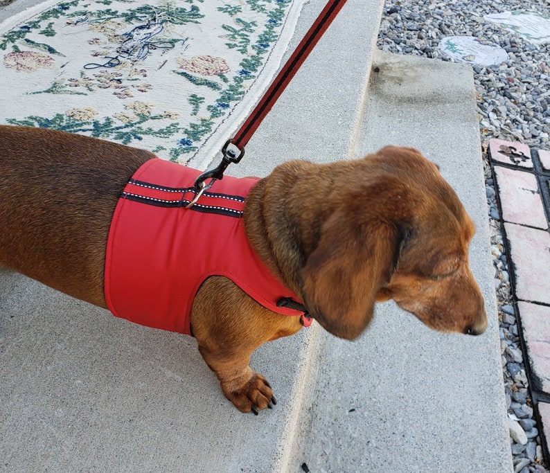 Harness custom designed for dachshunds. Etsy