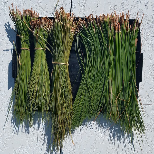 Long Pine Needles Etsy