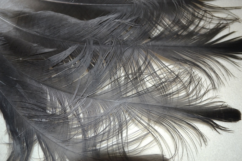 Lot of 5 matched pairs crane feathers for fly tying or crafts.