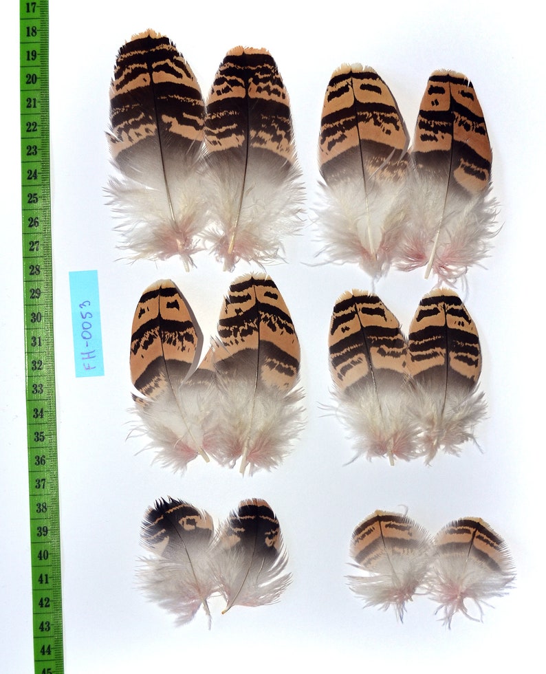 6 matched pair bustard feathers 12 pcs