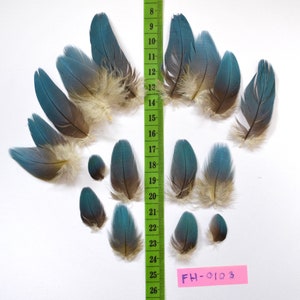 Lot of blue feathers