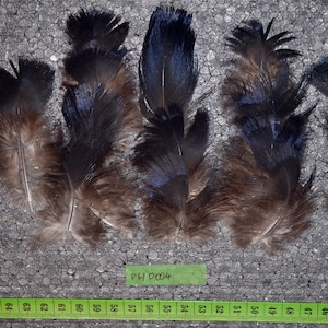 Peut inclure: Un ensemble de plumes décoratives noires, marron et bleues. Les plumes sont disposées sur une surface grise texturée. Un mètre ruban vert et une étiquette avec le texte "FH 0004" sont également visibles.