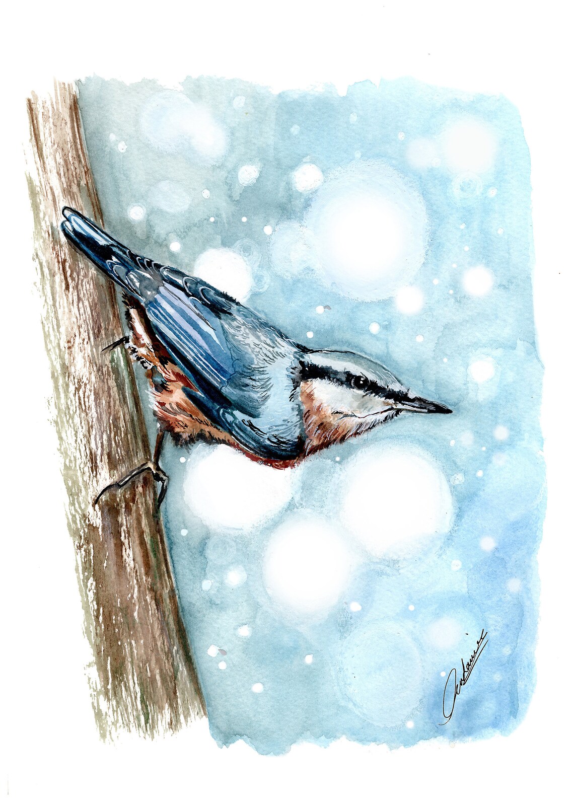 Nuthatch print. Nuthatch wall art. Nuthatch art. Nuthatch wall Etsy