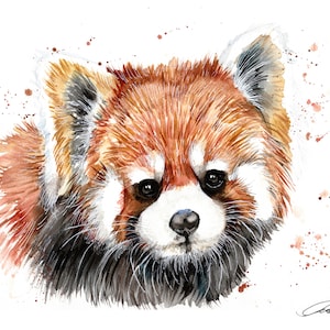 Estampa Panda Vermelho. Cartão Panda Vermelho. Arte de parede do Panda Vermelho. Decoração de parede do Panda Vermelho. Presente do Panda Vermelho. Aquarela do Panda Vermelho.