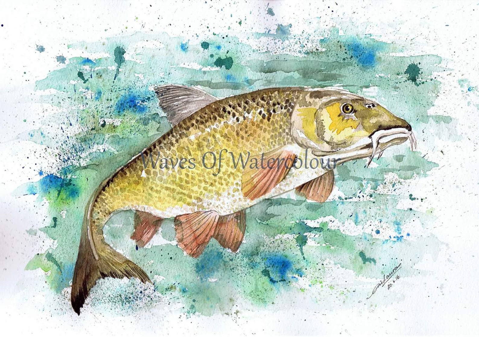 Barbel Fish Watercolour artwork. Barbel Fish. Fisherman Gift. Etsy